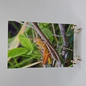 Grasshopper Insect Closeup Oil Painting Art Photography‎ Print
